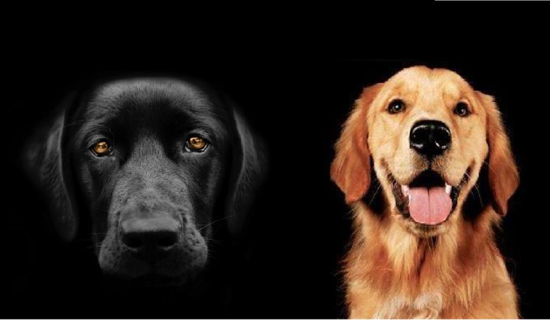 金毛小时候长得像拉布拉多,金毛跟拉布拉多是同父异母