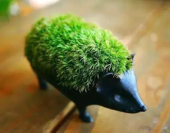 苔藓植物怎么养护,苔藓怎么养才是最好的