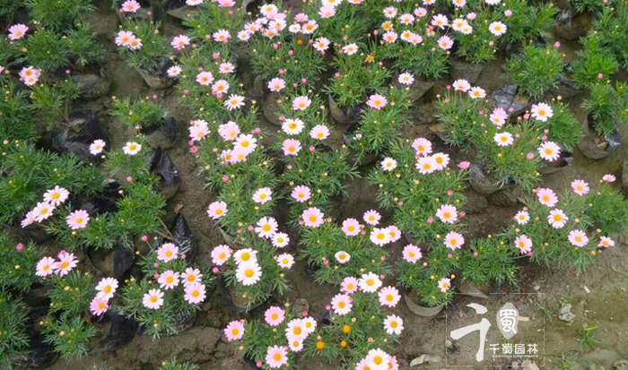 玛格丽特用什么花盆种比较好看,玛格丽特盆栽鲜花怎么醒花