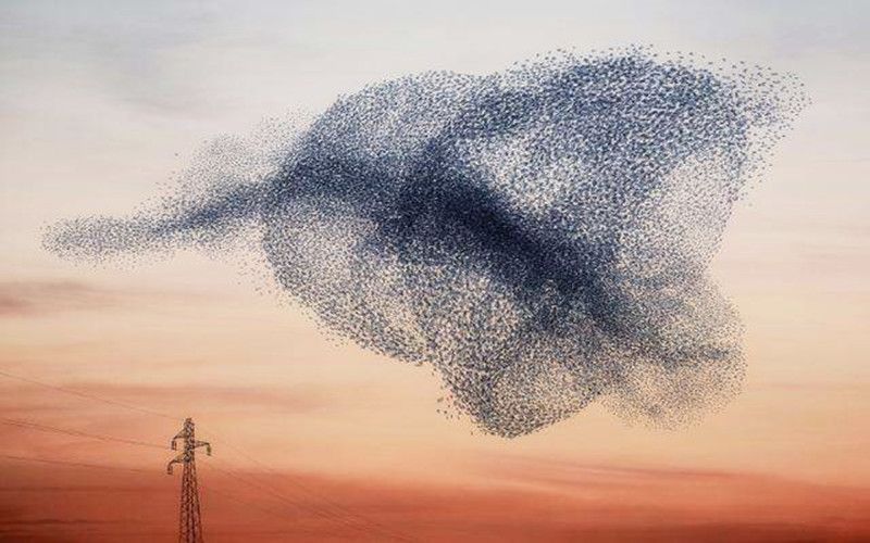 控制无人机蜂群,控制无人机飞行技术