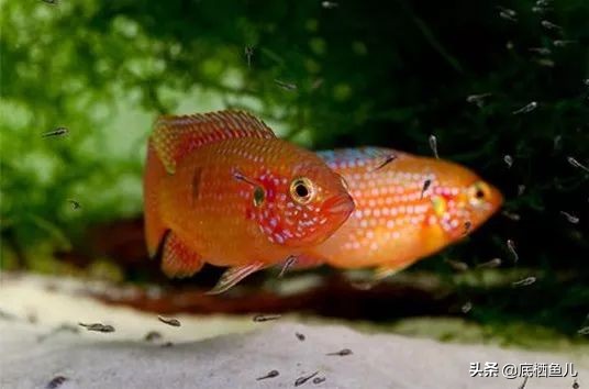 好养爆缸的小鱼,怎样养殖小鱼才能爆缸