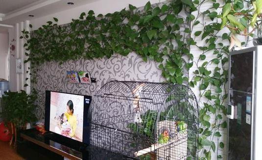 养绿萝浇什么肥料长得好,绿萝用什么肥料怎么养才能更旺盛