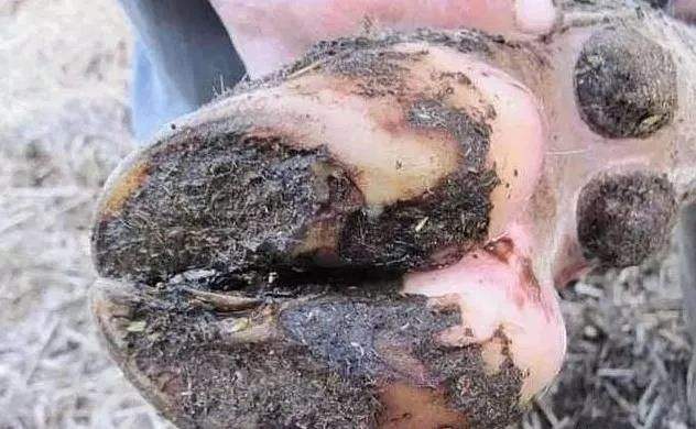 羊腐蹄病的最佳治疗方法,羊病专家在线解答