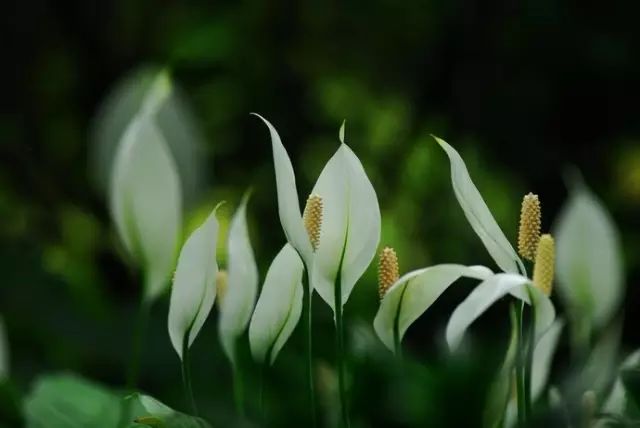 适合放卧室的高大植物,放在卧室的植物养眼