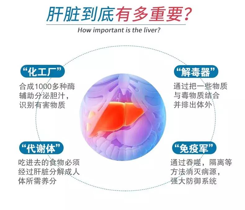 春天补肝养肝喝什么,春天调肝养肝正当时