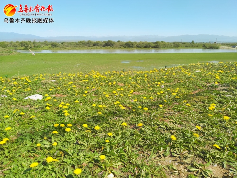 一棵草真实故事,橡胶草的传说故事