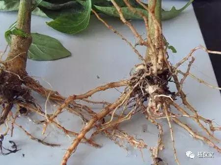 治疗根腐病用什么药,油菜根腐病的治疗方法