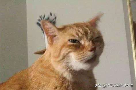 猫突然打了个喷嚏是怎么回事,猫怎么突然打了个喷嚏