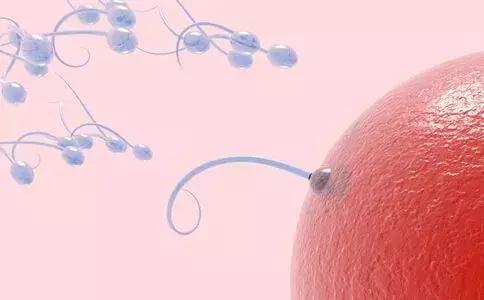 科普排卵,聊聊生育那些事