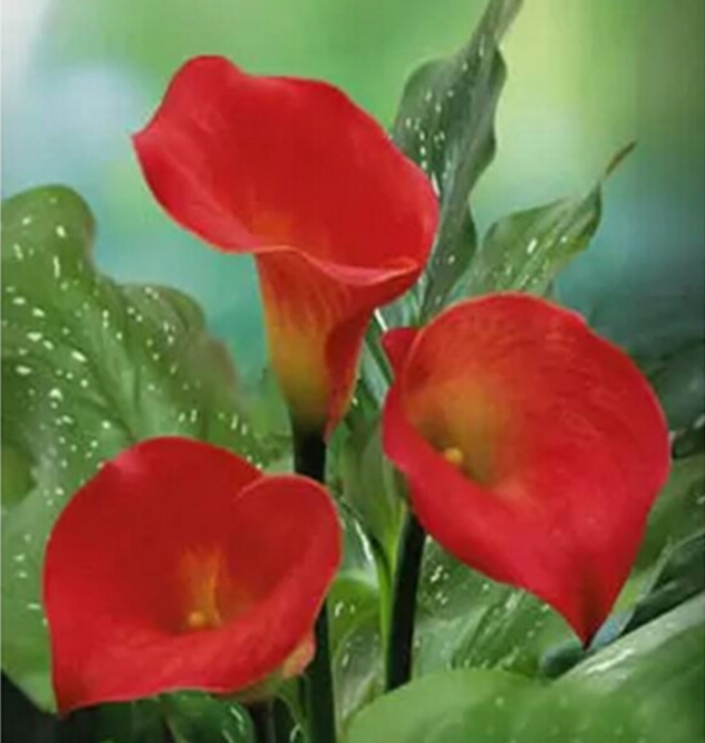 彩色马蹄莲怎么养爱开花图片,彩色马蹄莲夏季的养殖方法