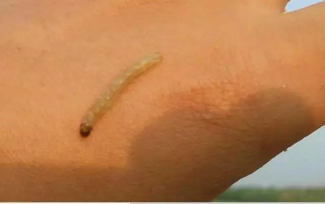 中国玉米叶片病害防治情况,玉米控旺病虫害防治能同时用药吗