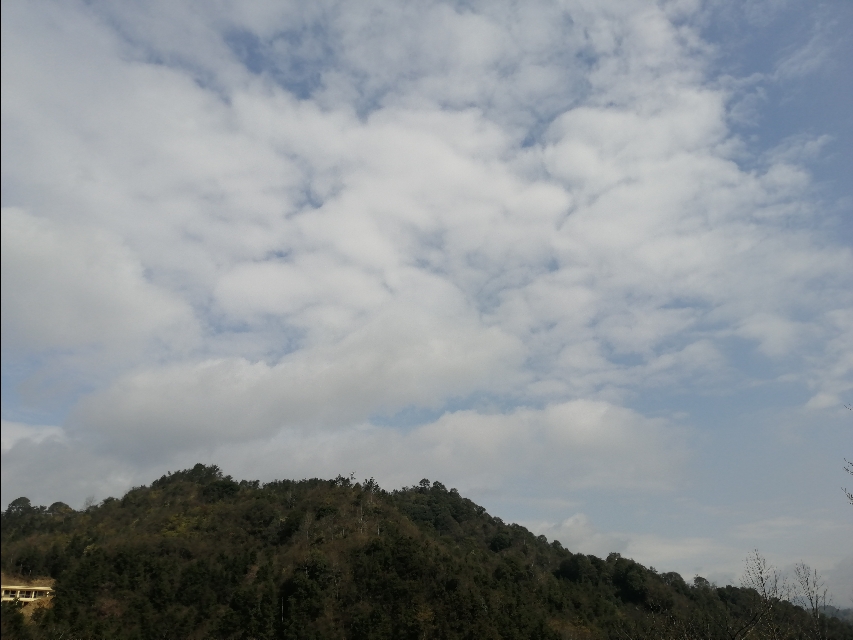 四明山哪里有山黄精,上方山三宝之一黄精