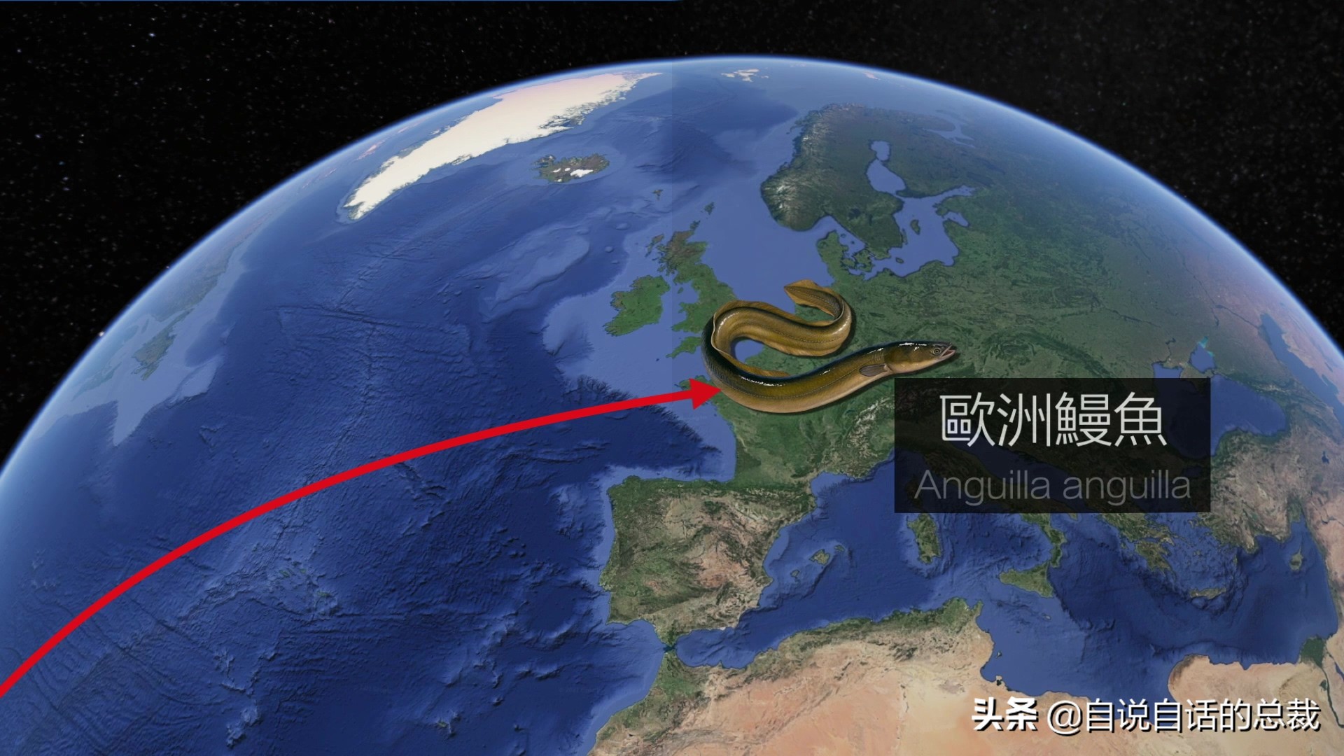 原来，你吃的鳗鱼，每一只都见过海底深渊的秘密｜自说自话的总裁