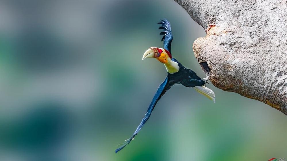 头骨最值钱鸟,头骨很珍贵的鸟
