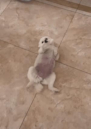 博美怀孕了会怎样,二哈让博美怀孕