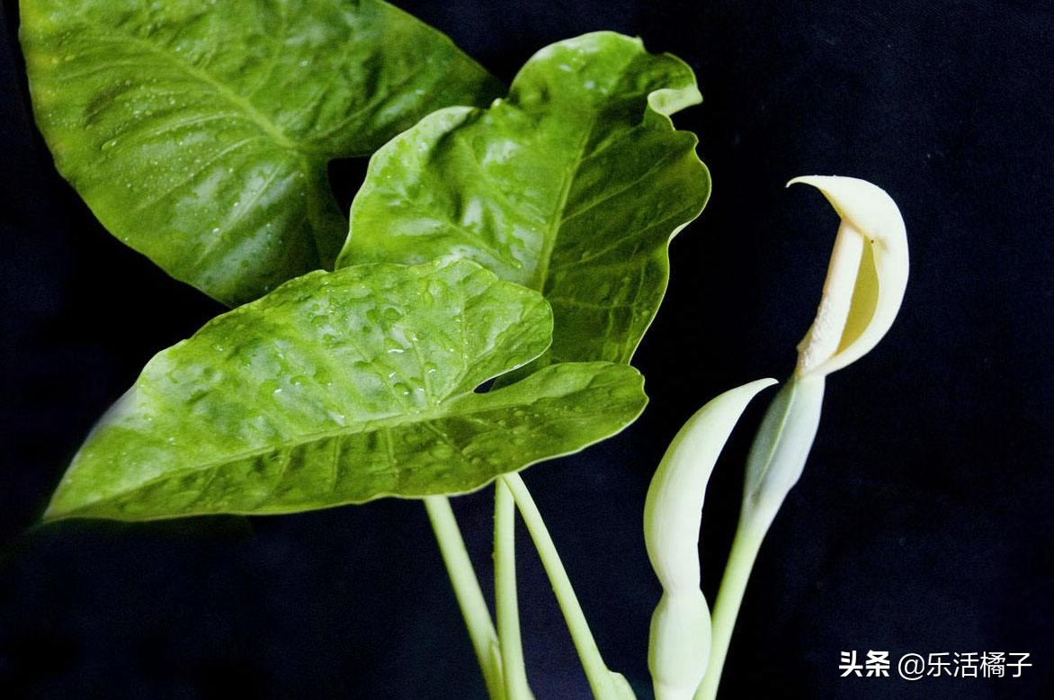 室内绿色氧吧滴水观音,滴水观音的叶子能除甲醛吗