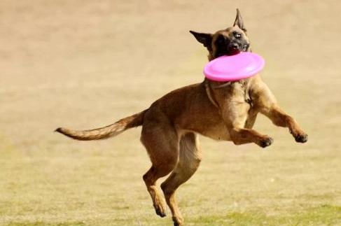 最好的马犬有哪些特点,马犬最成功的犬种