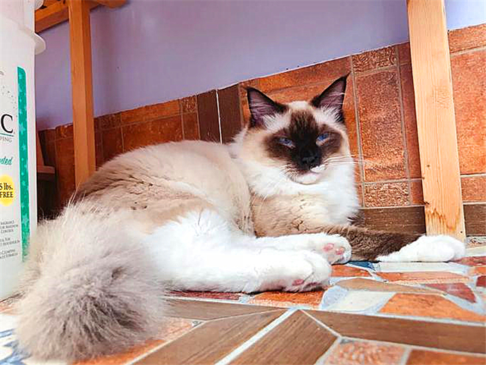 宠物猫懂事,为什么猫总是被收养