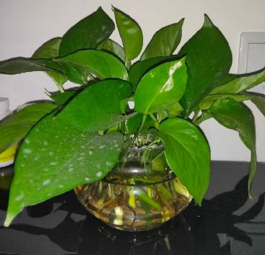 绿萝叶子变黄枯萎是什么原因水培,水培绿萝叶子发黄枯萎怎么补救