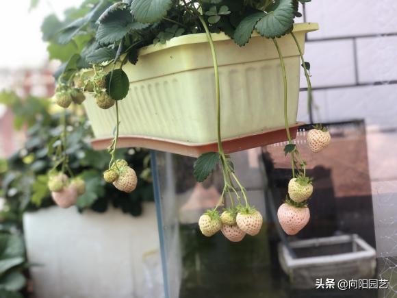 草莓要怎么种才能种出香甜的草莓,怎么种一年四季都有草莓吃