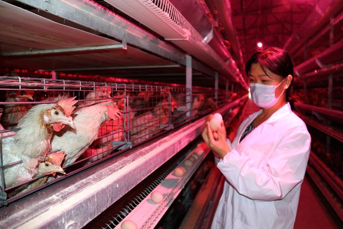 走进乡村看振兴,小鸡蛋撑起乡村振兴大产业