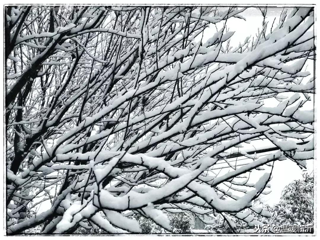 雪后的临沭小城，美得令人窒息