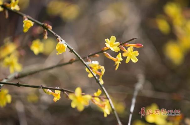 本周末最高26℃！青岛人，你经历的可能是35年来最暴烈的春风！