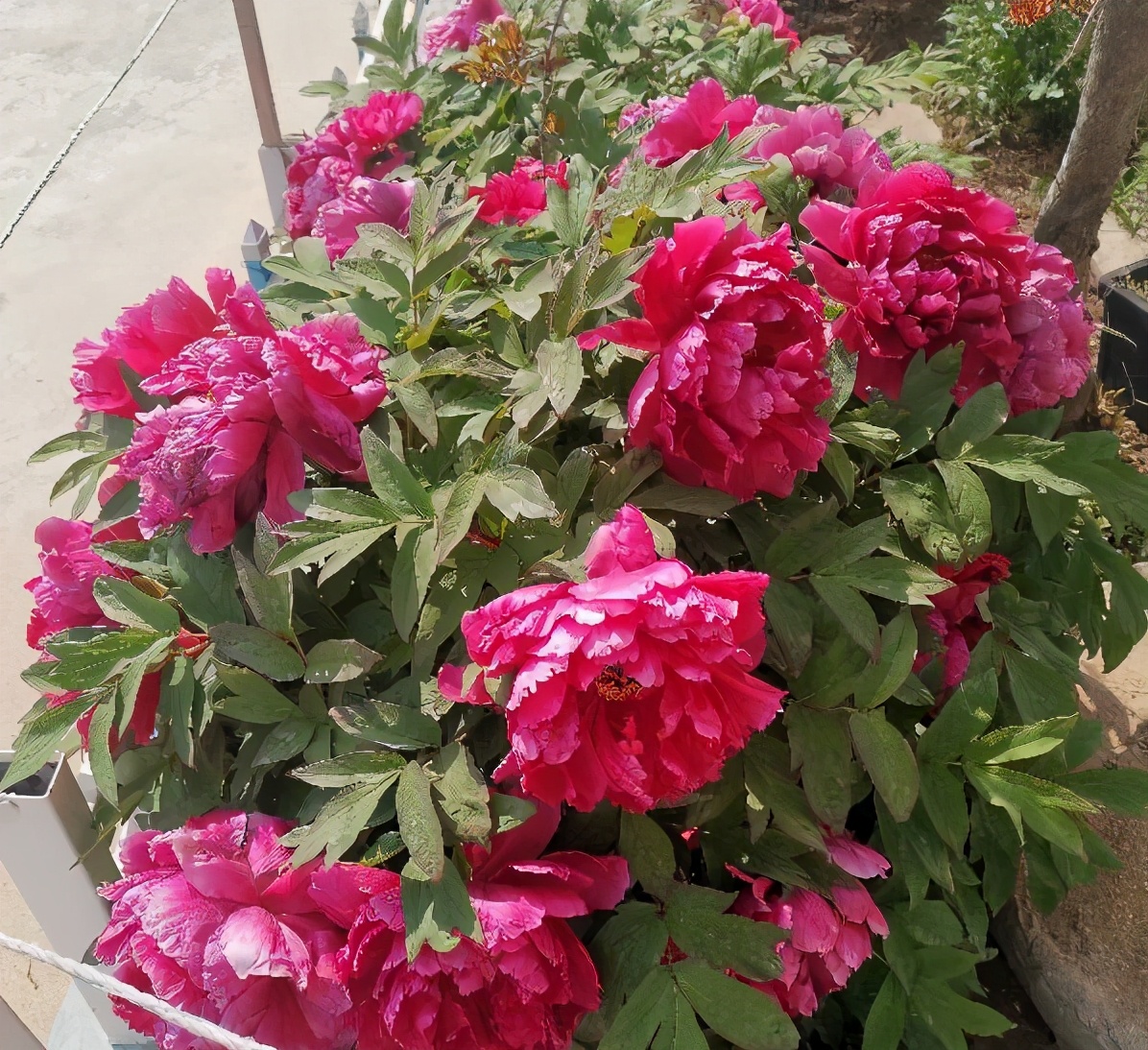 牡丹花怎么栽培开花快,牡丹花怎么栽种才开花