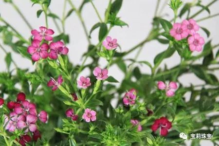 初美优选樊莉莉:相思红豆