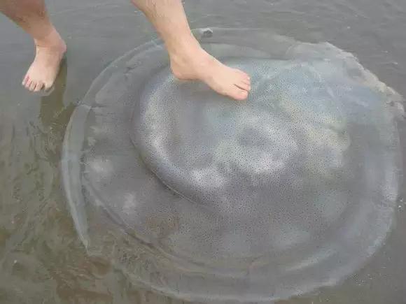 海南渔民整理的海鲜大全,渔民海鲜介绍