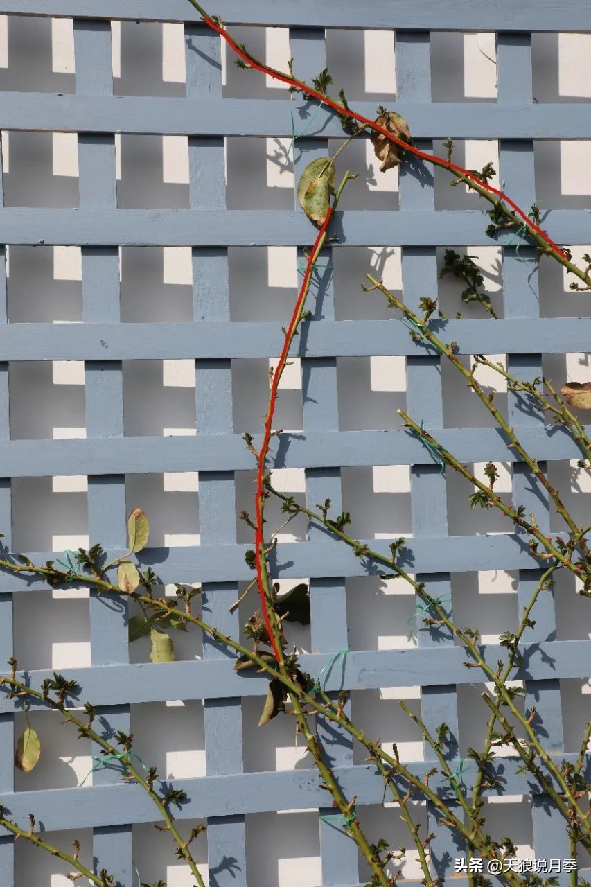 天狼推荐花墙月季品种,天狼月季罗衣花墙