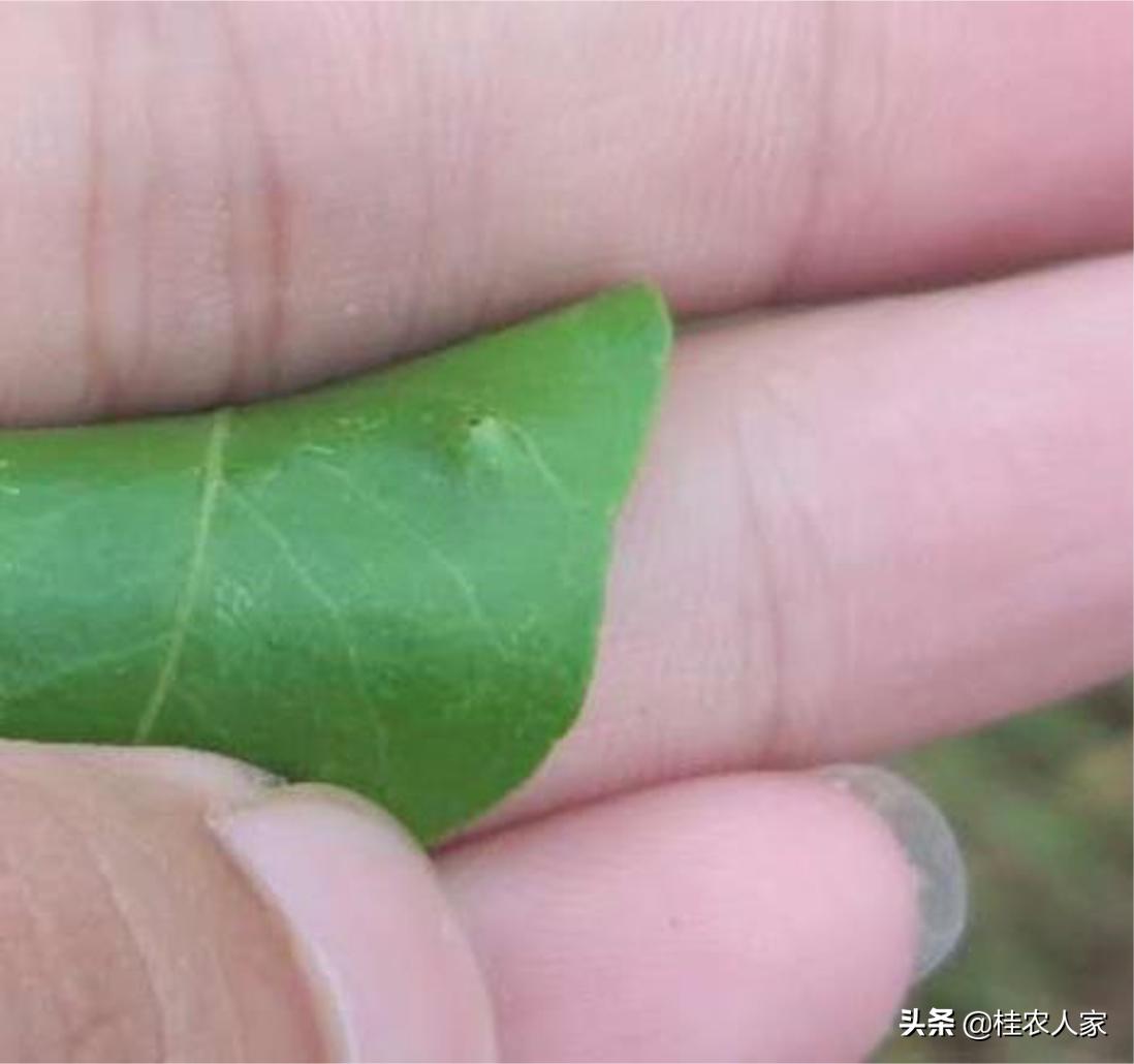 这个病害如果预防不到位，会对今年柑橘的产量和品质带来很大影响