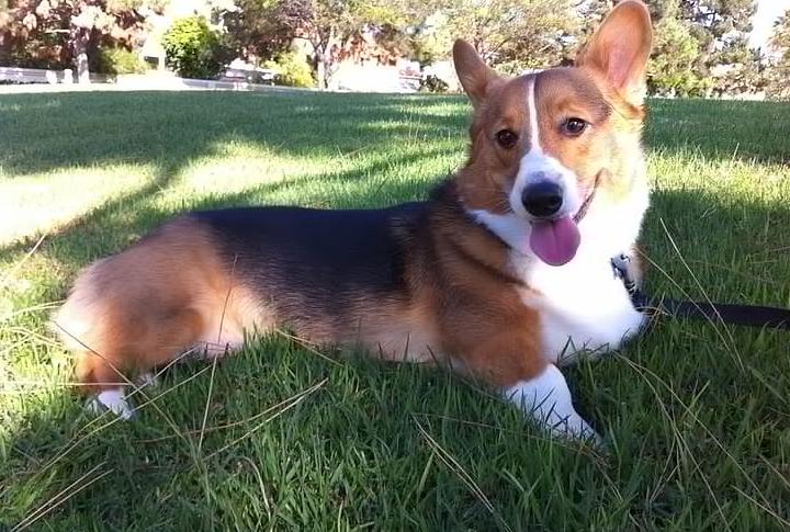 目前很受网友欢迎的几种小型犬，排名第一的竟然用漱口杯都能装下