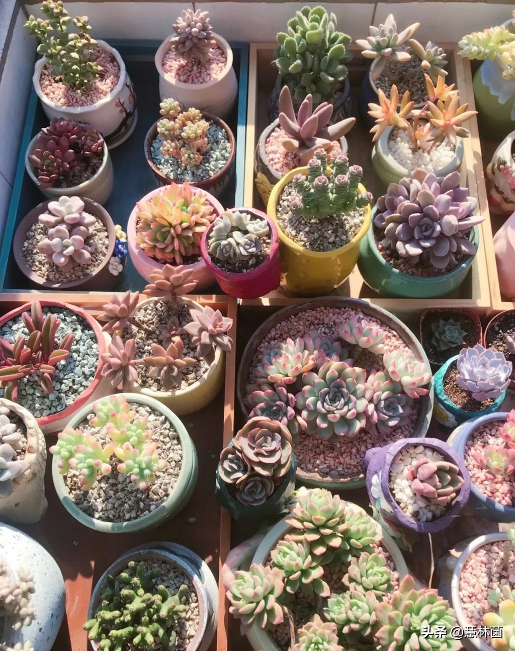 不同的多肉配不同的土，多肉配土秘籍大全