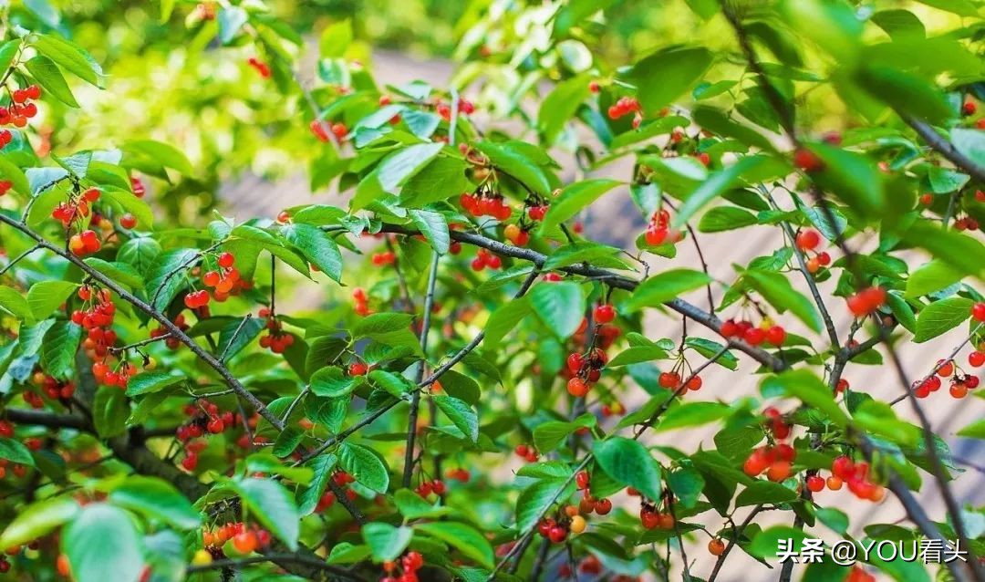 成都市恩桃儿,恩桃成都