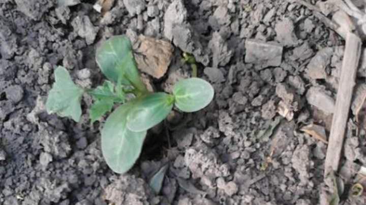 丝瓜花蒂处发霉还可以吃吗,丝瓜苗茎部老是烂是什么病