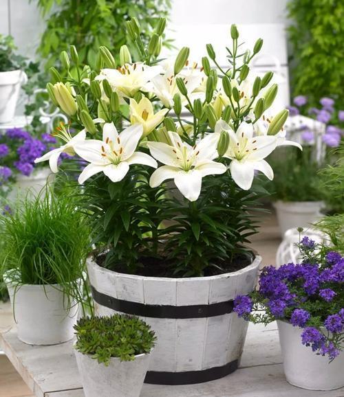 冬天买的百合花开败了怎么处理,冬天百合花枯萎了怎么处理