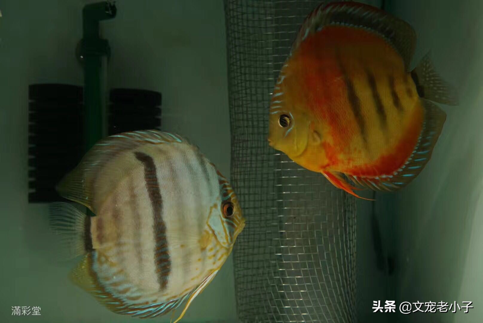 德松七彩神仙鱼如何饲养,七彩神仙鱼和雷龙鱼混合饲养