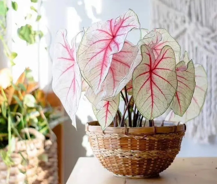 适合阳光暴晒的观叶绿植,适合室内养的高端观叶绿植