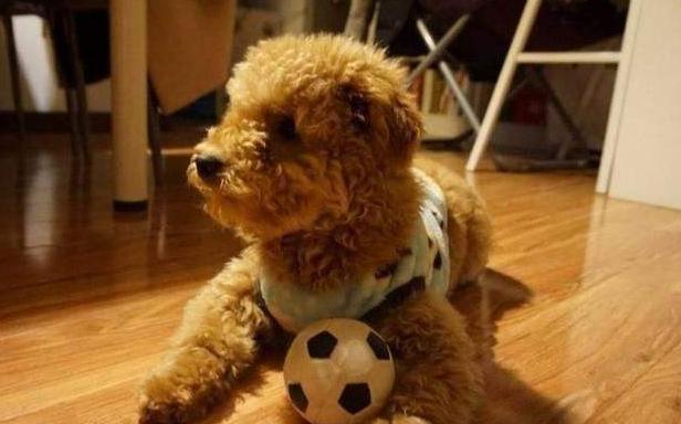 泰迪犬训练方法大全,泰迪犬怎样训练