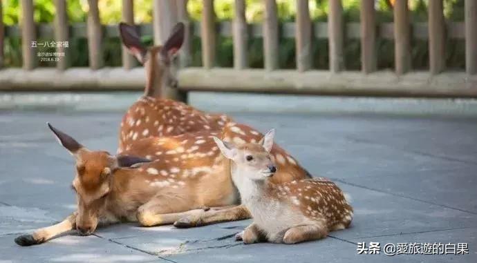 腊梅花开放视频,成都看腊梅的地方