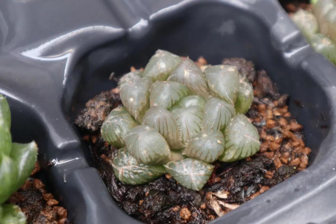 适合南方比较好养的12款多肉,养一年就开花的多肉品种