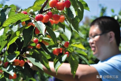 樱桃煮冰糖可以存放多长时间,樱桃采摘完后如何保叶