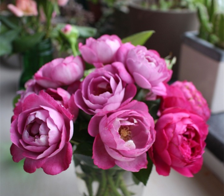 芳香四溢的月季品种有哪些,分享图片花香四溢令人着迷的月季