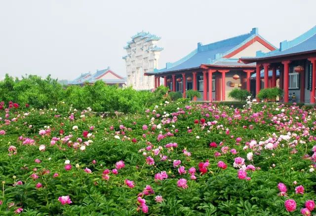 五一假期潍坊赏花踏青地推荐！这8个小众的绝美之地，一定要去走一走啊...