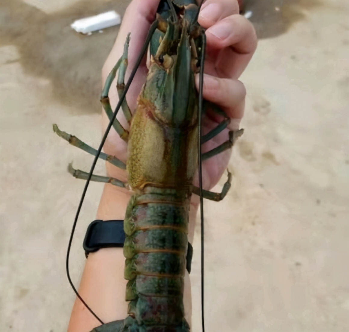 彩色大虾,广东水库彩色斑点小鱼