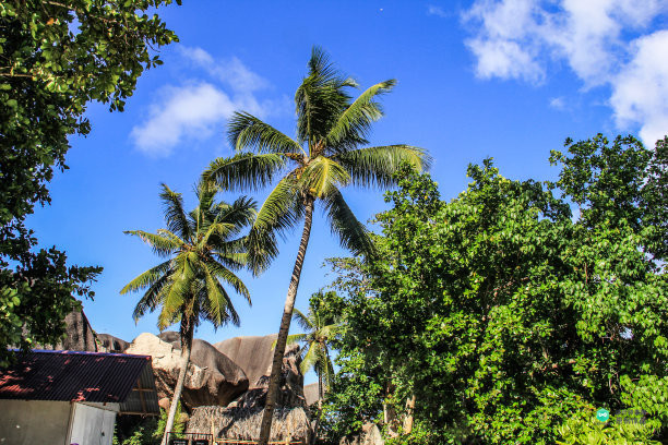 院子适合种的花和设计,庭院设计植物大全