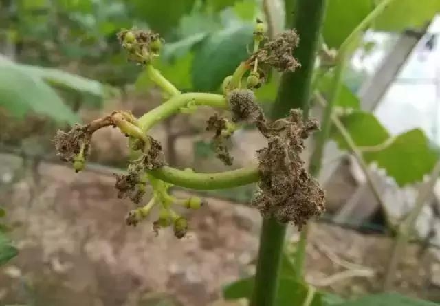 克瑞森葡萄常见病害,夏黑葡萄常见病害及防治