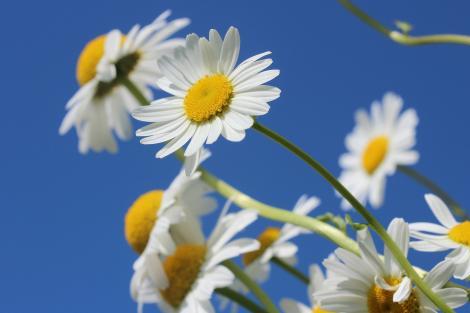 有手段悟性高凡事都能搞定的星座,注定聪明到极致的星座