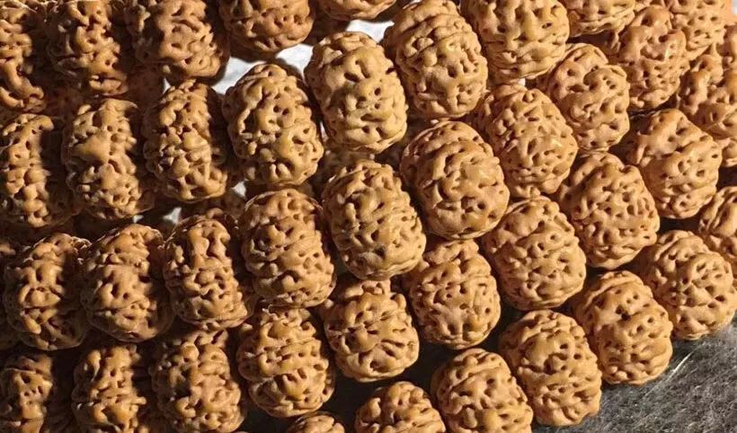 大金刚和小金刚哪个好玩,新手推荐小金刚还是大金刚